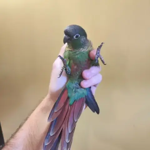 Conure De Molina Vert / Cinnamon / Ananas Eam