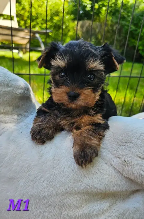 Yorkshire Terrier  Chiot 2 Des Pattes Impériales