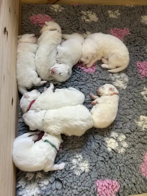 Samoyède  Chiot Collier Rouge Des P’Tits Loulous Du P 6f3f1