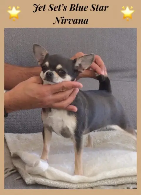 Chihuahua  Bowie De L’Ecrin Des Joyaux photo 3