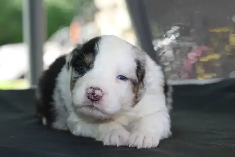 Berger Australien  Chiot N°5 De L'Orée Du Bois De La  667bd