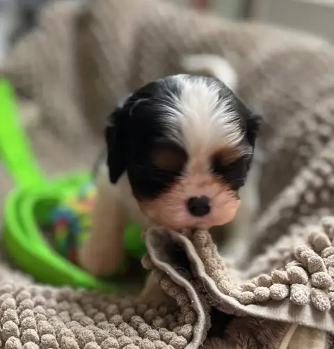 Cavalier King Charles Spaniel  Chiot 2 Du Chemin En T 28305 photo 3