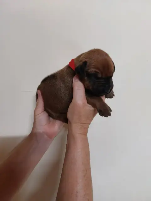 Rhodesian Ridgeback 
                        Collier  92fb5 photo 2