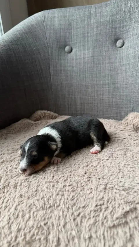 Shetland Sheepdog  Chiot 5 Du Banc Des Hermelles photo 2