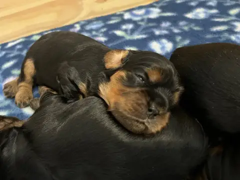 Cavalier King Charles Spaniel  Chiot N°3 Of Rapsody Q cdf14