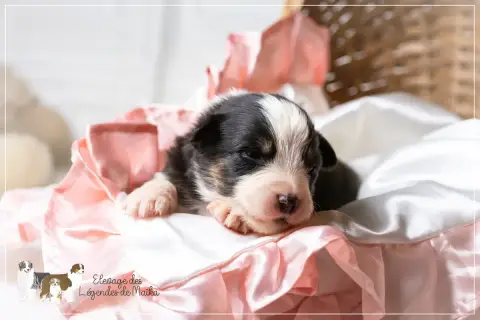 Berger Australien  Chiot N°8 Des Légendes De Maika