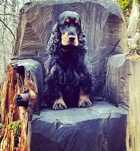 Cocker Spaniel Anglais  Chiot N°4 Of Kim And Co photo 2