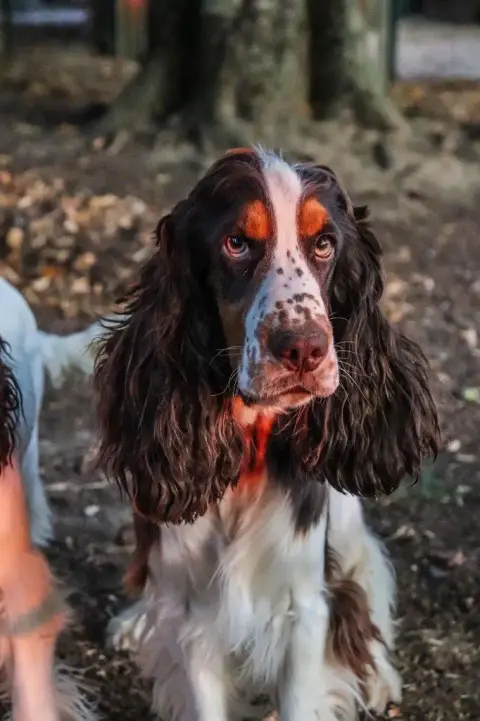 Cocker Spaniel Anglais  Chiot N°2 D'Oup-