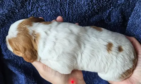 Epagneul Breton  Chiot photo 2