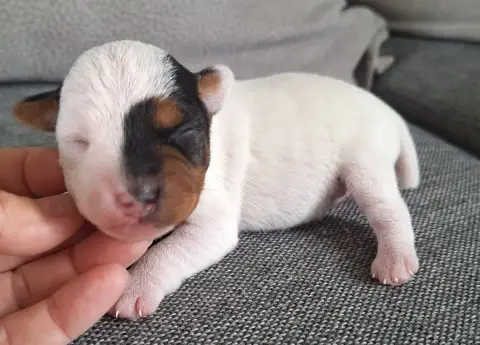 Parson Russell Terrier  Chiot 1 Des Arrêts De Cremont ec893