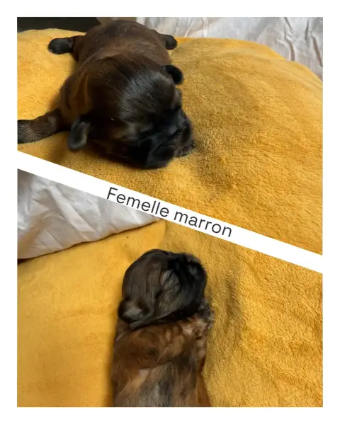 Shih Tzu 
                        Bébé 3 Femelle Du V 1c30c
