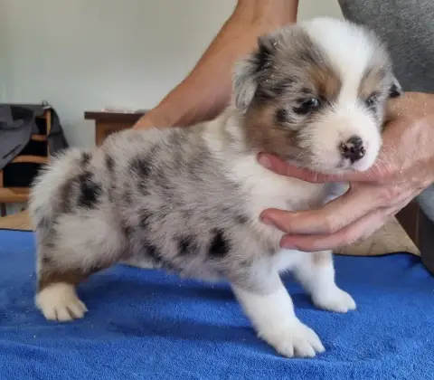 Berger Australien  Chiot N°1 Des Hirondelles Du Voyag 13aab