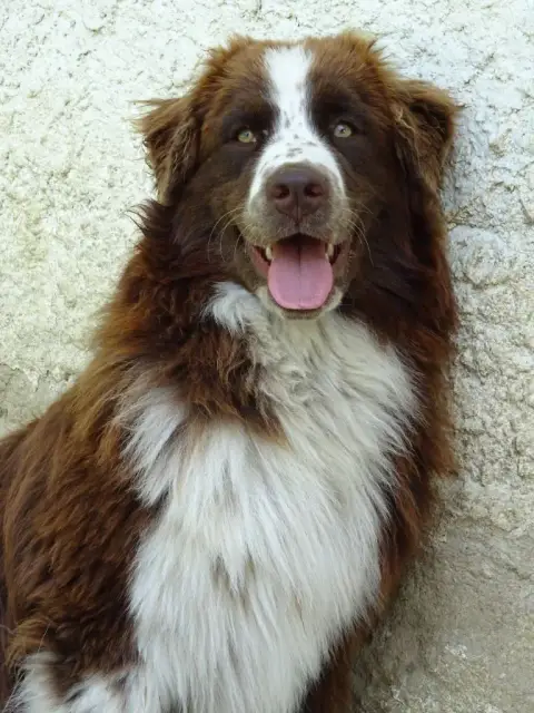 Berger Australien  Chiot N°3 Du Chemin De Mathenou photo 2