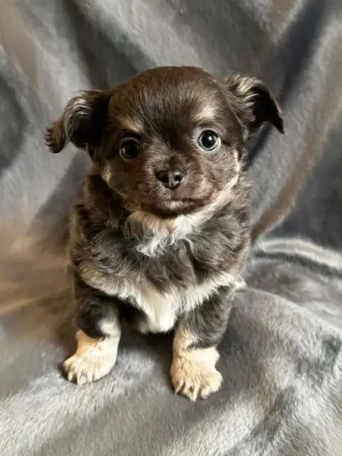 Chihuahua  Chiot N°1 Du Royaume De Matiliane