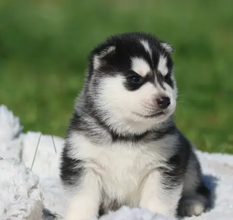 Siberian Husky  Black Canna De Daybreak Northern photo 3