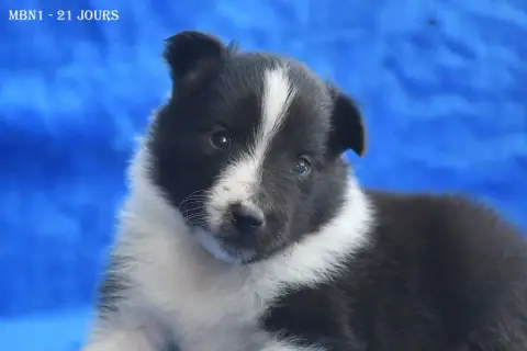 Adopter Shetland Sheepdog 
                        Mâle Bicol 394f9