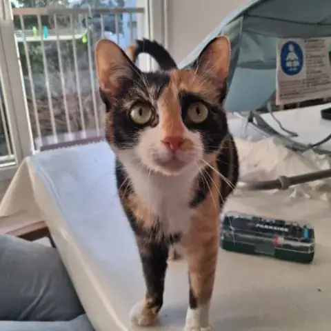 Chat Bristol À L Adoption