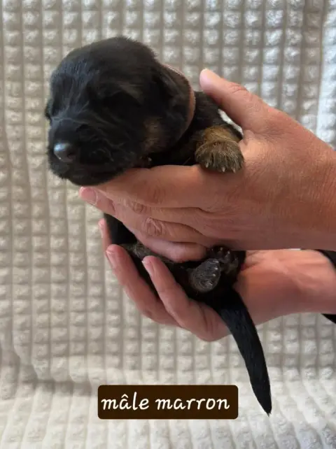 Berger Allemand  Chiot 7 Du Clos De La Chanson