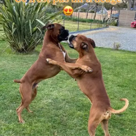 Chiots Boxer Fauve