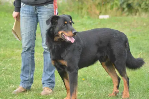 Berger De Beauce  Aribo Des Gardiens De Talbes photo 2