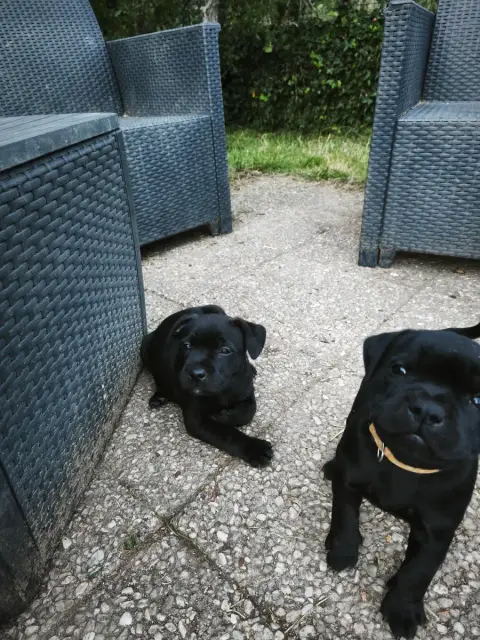 Staffordshire Bull Terrier  Chiot 4 The Diamond Famil 02463