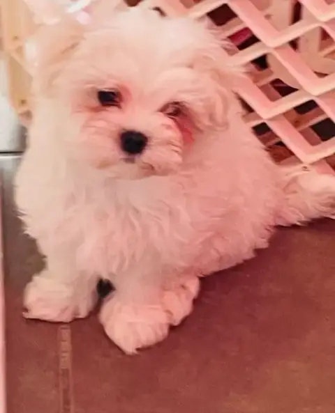Bichon Maltais  Betty Des Brumes De Rhodanie