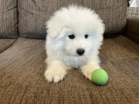 Samoyède  Chiot Collier Vert Des P’Tits Loulous Du Pi 8f701