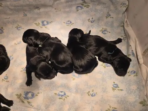 Labrador Retriever  Chiot 9 D'Aspe & D'Ossau