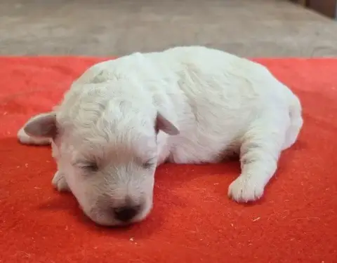 Bichon Frise  Chiot N°5 Des Hirondelles Du Voyage photo 3