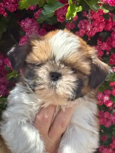 Shih Tzu  Barbidou De La Baronnerie Des Cuillerdier 92be9 photo 2