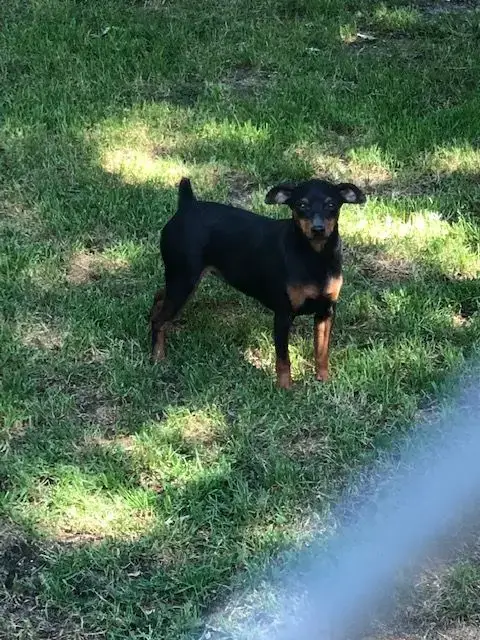 Pinscher Nain  Chiot N°3 Du Moulin De Madjurie photo 3