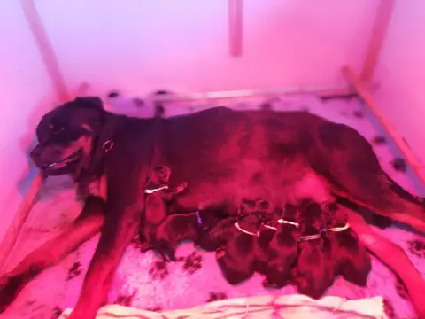 Rottweiler  Chiot 2 Der Wachter Von Vesta