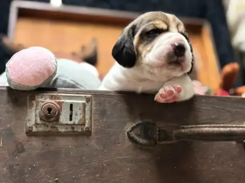 Beagle  Chiot N°2 Du Domaine Des Pattes Dorées photo 3