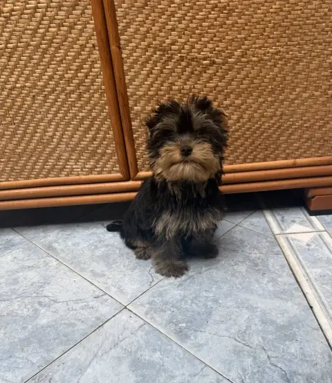 Yorkshire Terrier  Bernabé Du Clos Des Petites Etoile 64cc9