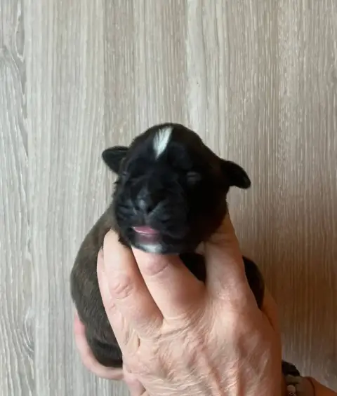 Boxer  Boris De L'Aire D'Alsace