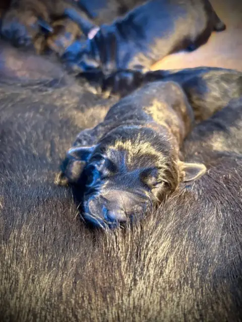 Cane Corso  Chiot N°7 Du Mas Des Origines