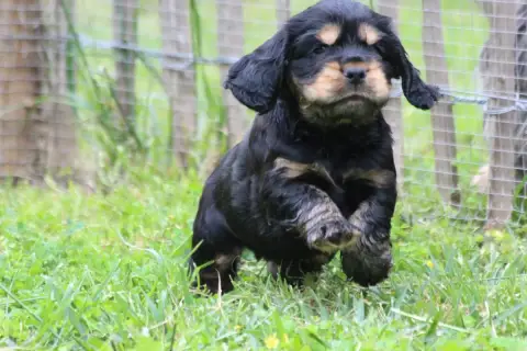 Cocker Spaniel Anglais  Chiot N°3 Du Parfum De Vanill 774e7