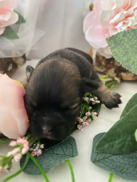 Chihuahua  Brad Del Sole Splendente photo 3
