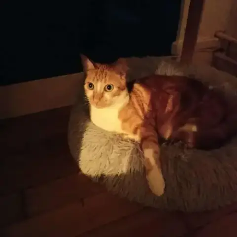 Meeko