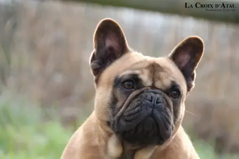 Bouledogue Français  Bilbao De La Cour De Mimali photo 3