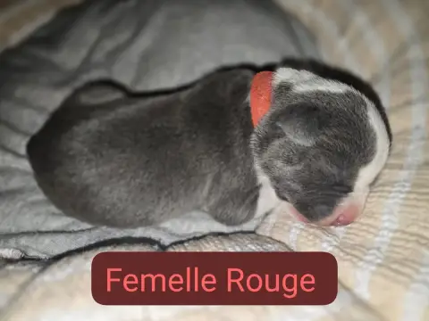American Staffordshire Terrier  B... Du Royaume De Tc 1b9bf