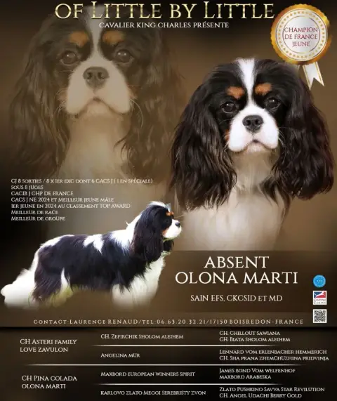 Cavalier King Charles Spaniel  B5 Du Clan Des Boulapa 367e6 photo 2
