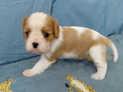 Cavalier King Charles Spaniel  Fb De La Horde Royale f5a8f photo 3