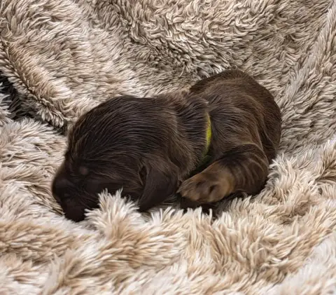 Cocker Spaniel Anglais  Buddy photo 2