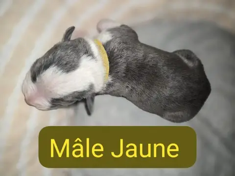 American Staffordshire Terrier  B... Du Royaume De Tc f23c8 photo 3