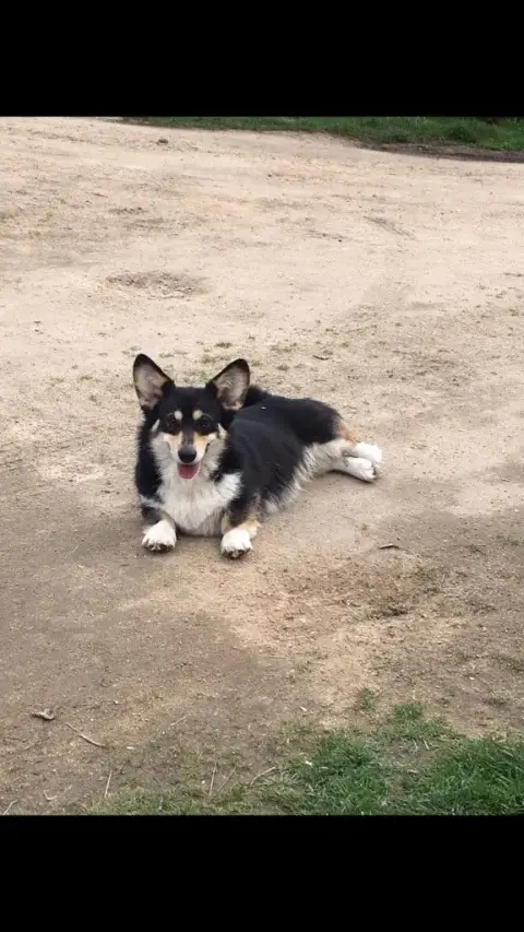 Welsh Corgi Pembroke photo 2