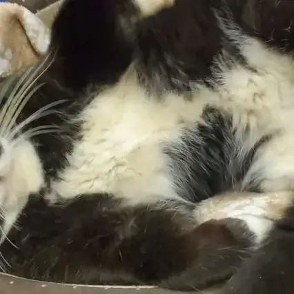 Chat Domino À L Adoption