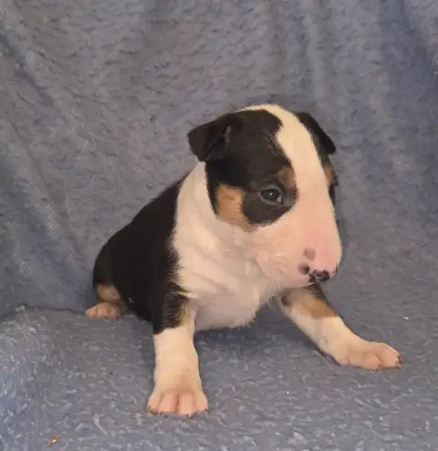 Bull Terrier  Chiot 4 By The Wall photo 2