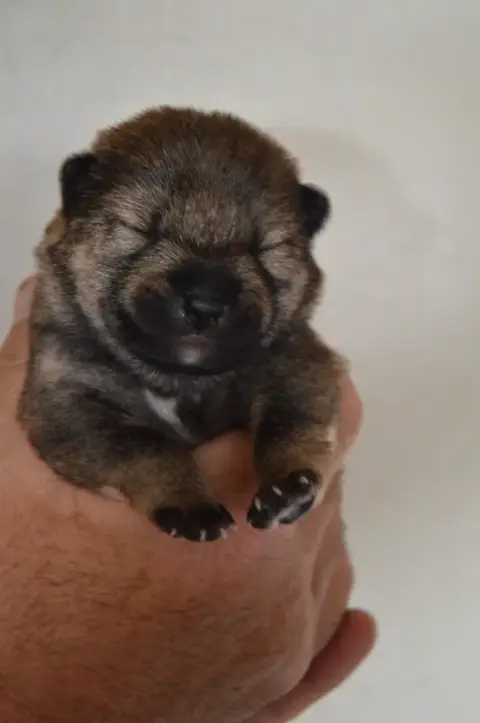 Shiba  Chiot 3 Sumidagawasou photo 3