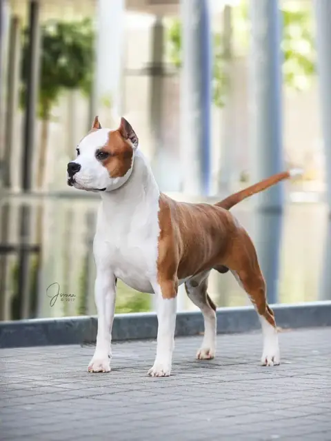 American Staffordshire Terrier  Chiot N°3 De La Vallé f3342 photo 2